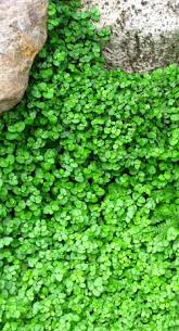 The crevices between pavers vary in sizes and play a. Top 10 Plants And Ground Cover For Your Paths And Walkways Ground Cover Plants Plants Ground Cover