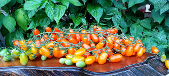 Image result for tomato Datterino