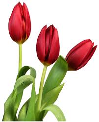 Red Transparent Tulips Flowers Clipart Flower Clipart Watercolor Tulips Flower Png Images