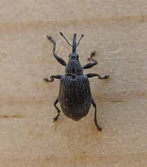 Image result for Tinnea apiculata