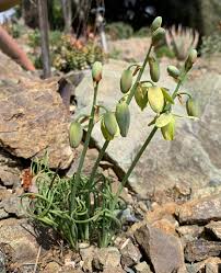 Image result for Albuca sp. no. 1