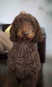 It is sometimes referred to as the newdle, newfiepoo, newfypoodle, newfydoodle, newfoundlandpoo and newfoundlandoodle. Best Newfypoo Puppies Newfoundland Poodle Mix Call 719 320 7146 The Best Dogs Ever