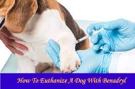 I have had to euthanize four of my own dogs and it never gets any easier. How To Euthanize A Dog With Benadryl