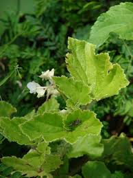 Image result for Behniaceae