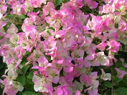 Image result for Bougainvillea sp. cultivar