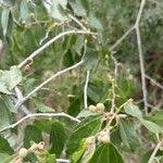 Image result for Grewia trichocarpa