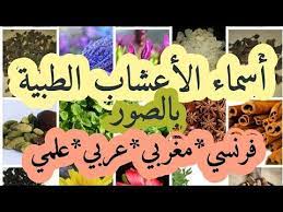 أسماء الأعشاب الطبية بالفرنسية المغربية العربية و العلمية مع صوها الجزء الأول noms des plantes you bun hairstyles for long hair bon bons funny photos