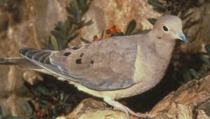 Black And White Birds In Pa Mourning Dove The Texas Breeding Bird Atlas Mourning Dove Backyard Birds Common Birds