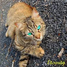 We did not find results for: Brown Tabby With Blue Eyes By Thecassywassy On Deviantart