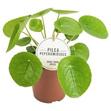Plants in this family usually have stinging hairs filled with irritating histamines. Pfannkuchenpflanze Pilea Peperomioides Globus Baumarkt