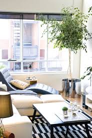 I Trimmed And Braided This Indoor Tree Ficus Benjamina Low Cost Living Room Living Room On A Budget Indoor Trees