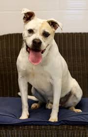 Connie's kittens is a registered 501(c)(3) nonprofit organization. Unlucky Dog Named Jake From State Farm Stuck At Nc Shelter Charlotte Observer