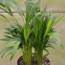Image result for Dypsis
