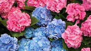 The paniculata is the only hydrangea that can be pruned into a tree form. Neil Sperry The Challenges Of Growing Hydrangeas Fort Worth Star Telegram