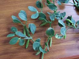 Image result for Hypericophyllum