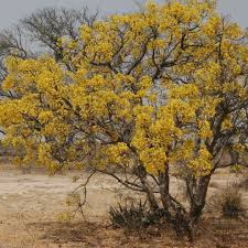 Image result for Cassia abbreviata