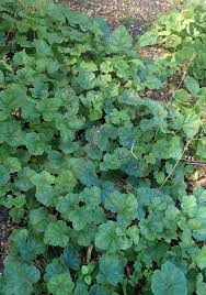 Image result for heuchera americana