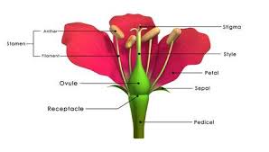 A small structure in the flower's ovary that develops into a what to do prep: The Parts Of A Flower Involved In Sexual Reproduction