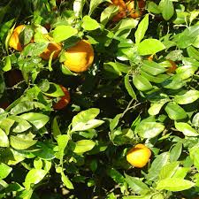 Spray orange flower eau de parfum for women. Petitgrain Bigarade Organic Distilled With Bitter Orange Flowers Essential Oil Oshadhi Essential Oils