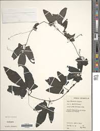 Image result for Coccinia subsessiliflora