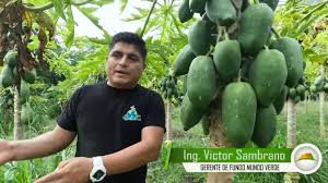 EDGAR POMA: EXPERIENCIAS EN LA PRODUCCION DE PAPAYA KNOV YOU CON EL ING.  JOSÉ SAMBRANO