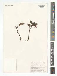 Image result for Impatiens gesneroidea