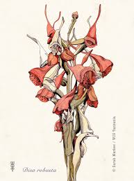 Image result for Disa robusta