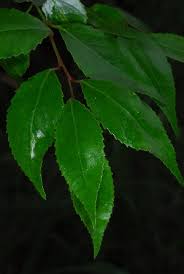 Image result for Scolopia stolzii