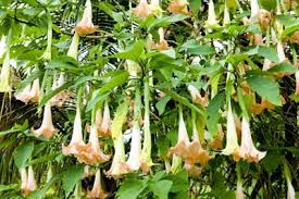 Image result for Scopolamine