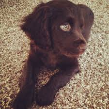 Look at pictures of boykin spaniel puppies who need a home. Boykin Spaniel Dog Quotes Quotesgram