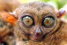 Tarsier Monkey Google Search Animals Nocturnal Mammals Tarsier