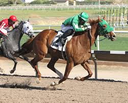 The camels walked about 20 feet and the race was over. Latest News Turf Paradise