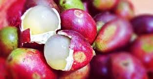 Gambar buah buahan beserta kandungan dan manfaatnya. 12 Manfaat Buah Matoa Buah Lezat Dan Eksostis Asal Papua Tokopedia Blog