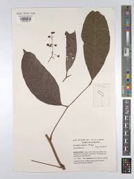 Image result for Sorindeia