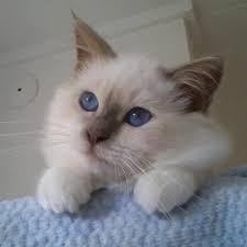 Cute picture of your ragdoll? Lilac Point Mitted Ragdoll Kitten Ragdoll Kitten Ragdoll Cat Breed Cats