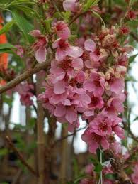 Image result for Prunus persica