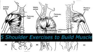 5 Shoulder Exercises To Build Muscle Tiger Muay Thai Mma