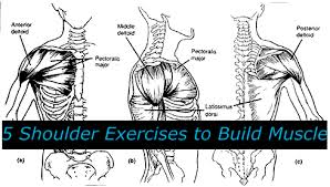 5 shoulder exercises to build muscle tiger muay thai mma