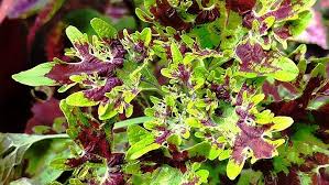 Image result for Coleus guerkei