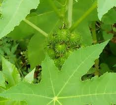 Check spelling or type a new query. Boh Trueng Pongoe Buah Kecubung Steemit