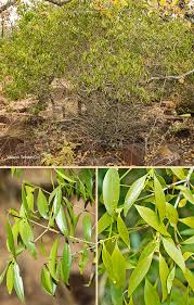 Image result for Coptosperma