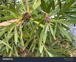 Image result for pseudomonas savastanoi pv nerii oleander symptoms