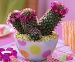 *please note* while we have done our best to accurately represent the color, colors may render on a computer screen differently than they do on printed fabric. 39 Best Flowering Cactus Plants Balcony Garden Web