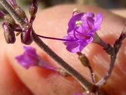 Image result for Talinum tenuissimum