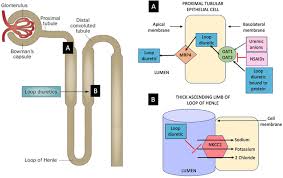 Image result for Loop Diuretic