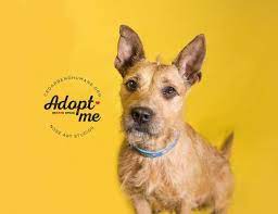 Adopt Zera On Petfinder Terrier Mix Dogs Adoption Terrier Mix