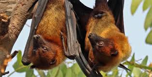 The nipah virus is usually spread from infected bats and pigs but can also spread from direct contact with infected people. Bat Borne Nipah Virus Could Help Explain Covid 19 Scope
