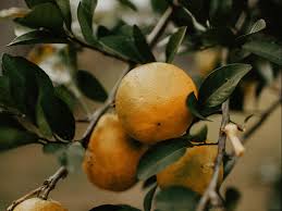Check spelling or type a new query. Spraying Your Fruit Trees A Basic Spray Regime