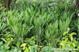 Image result for Dracaena aubryana