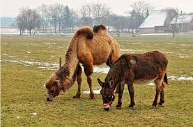 Image result for ‫تصویر برای حکایت خر و شتر‬‎